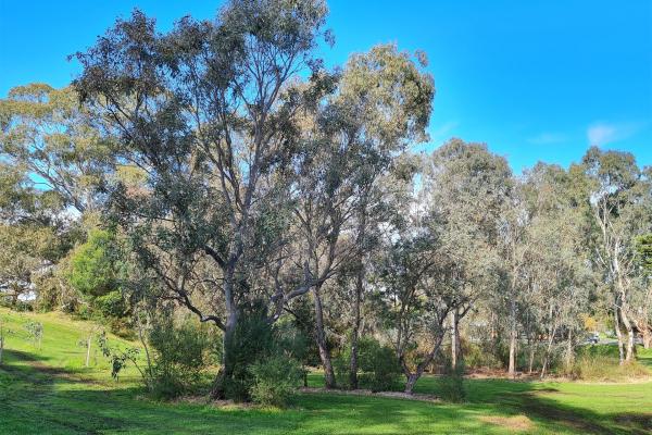 a large gumtree in a park