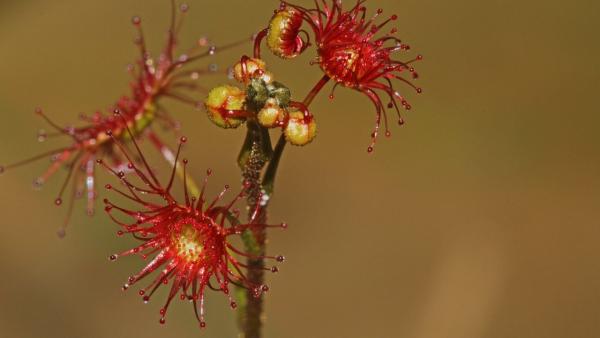 biodiversity plant Drosera peltata