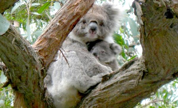 Koala and Joey in tree