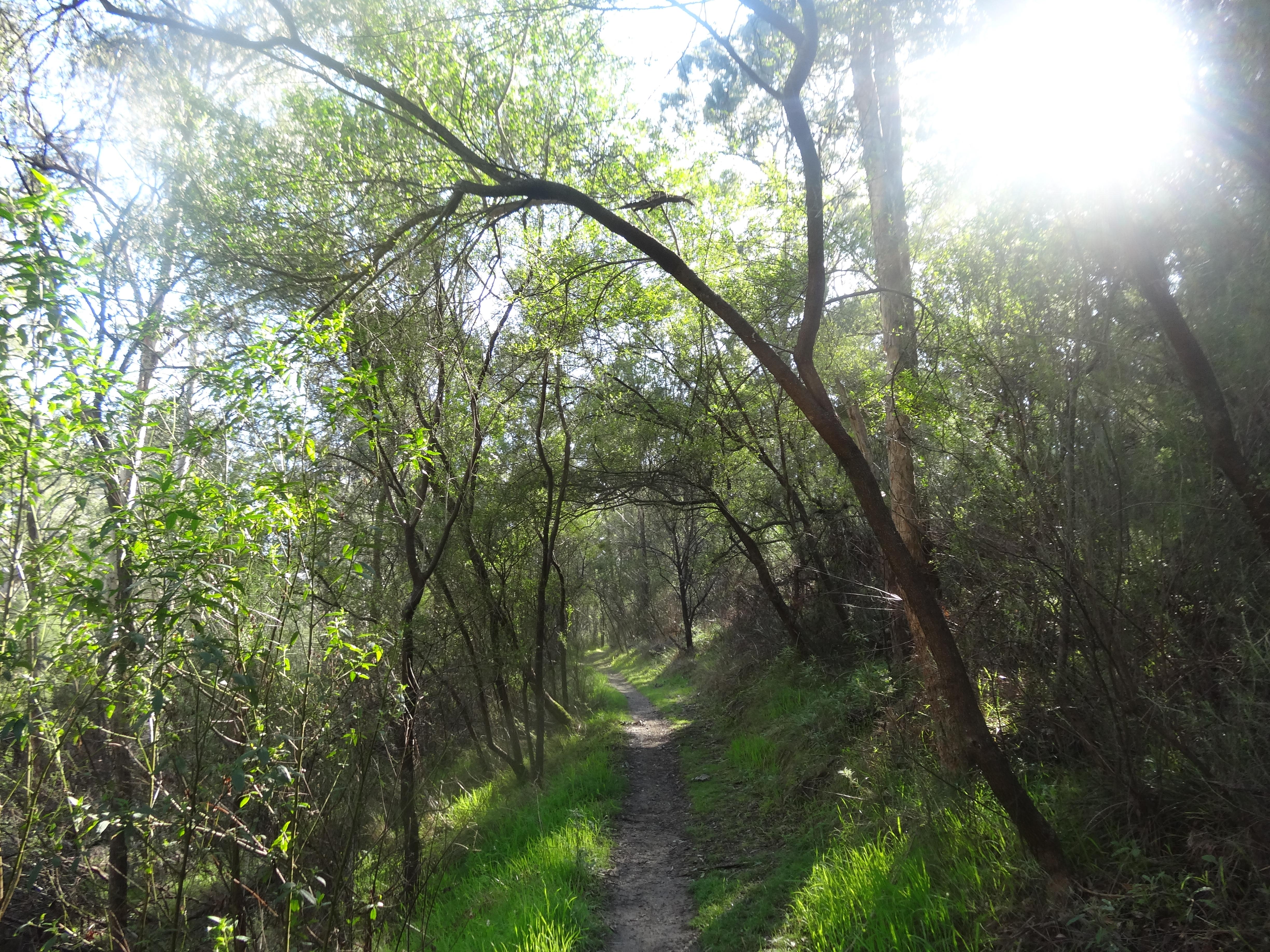 Nature Walk Photo