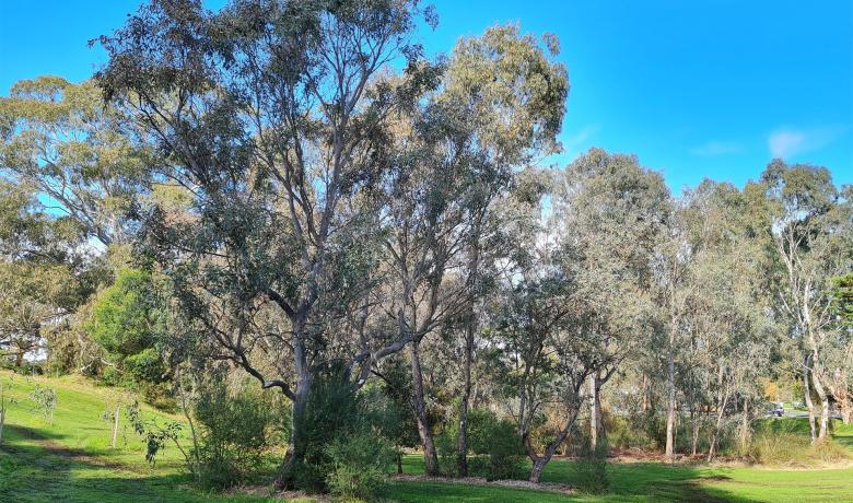 a large gumtree in a park