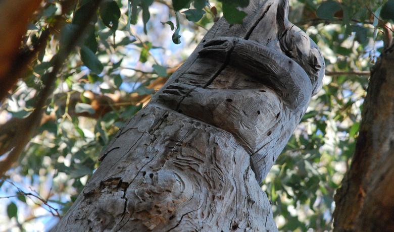 Tree in reserve